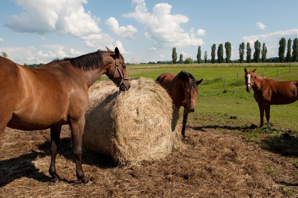 Mnichovo Hradiště Farma Ptyrov酒店 外观 照片